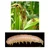 50 Pcs Insect Lures For Maize Pink Stem Borer (Sesamia Inferens)